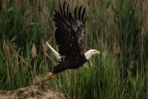 Michigan bald eagles soar back from near-extinction | Bridge Michigan