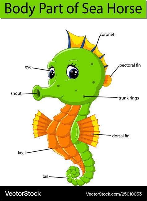 Seahorse Anatomy Diagram