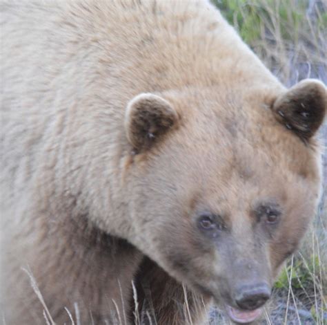 The Question of the Colour Phase Black Bear | Hunt Fish Manitoba