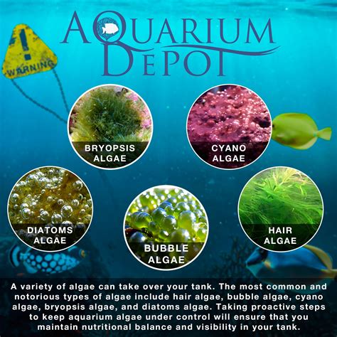 Controlling Algae in Your Aquarium: An Expert's Guide - My Reef ...