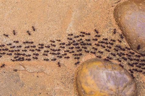 How to Control Ants in and Around Your Home | Gardener's Path