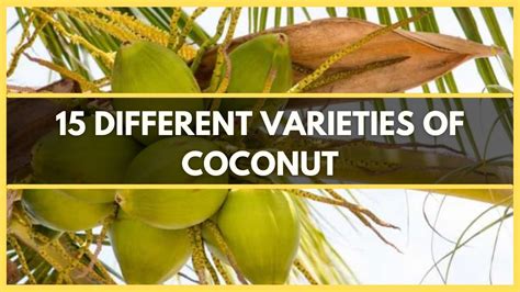 COCONUT VARIETIES: 15 DIFFERENT TYPES OF COCONUT TREES THAT GROW AROUND ...