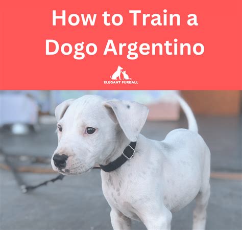 How to Train a Dogo Argentino | Elegant Furball