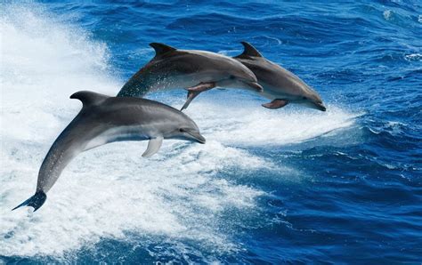 10 best places to swim with dolphins - DIVE Magazine