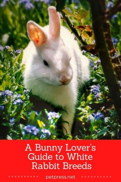 A Bunny Lover’s Guide to White Rabbit Breeds