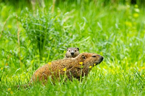 when do groundhogs give birth | Find Out Here | All Animals Guide