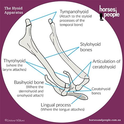 The Hype About The Hyoid Apparatus - Horses and People