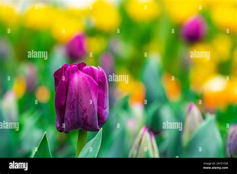 Visitors admiring the mass of colourful tulips at the Floriade 2019 ...