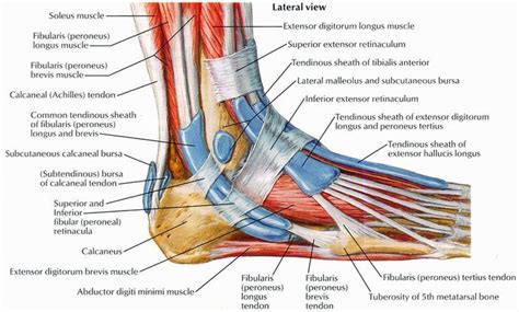 Foot Anatomy Muscles | Foot anatomy, Ankle tendonitis, Ankle anatomy