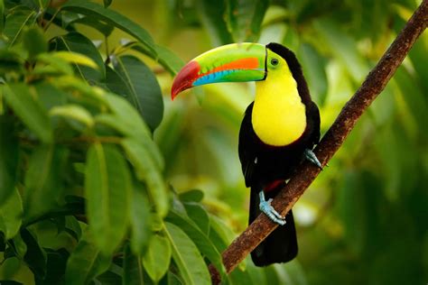 What Do Toucans Eat? Their 15+ Favorite Foods - A-Z Animals