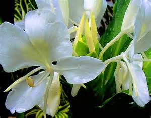 White Ginger Flower Photograph by James Temple