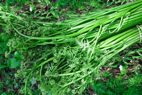 How to Grow & Care for Fiddlehead Ferns (Ostrich Fern)