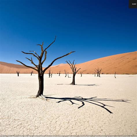 Deadvlei Desert Trees Sossusvlei, Namibia - Mlenny Photography Travel ...