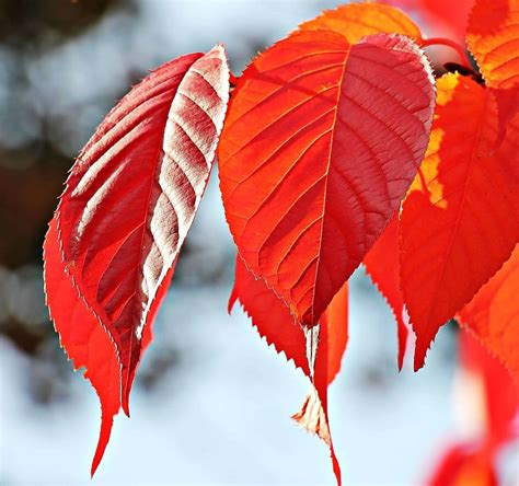 Image libre: usine automne, de la feuille, nature, rouge, branche d ...