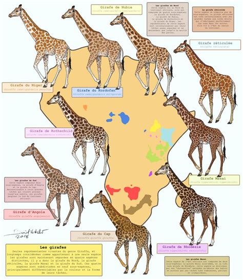 All the giraffes by Gredinia | Ilustrações de animais, Fotos girafa ...