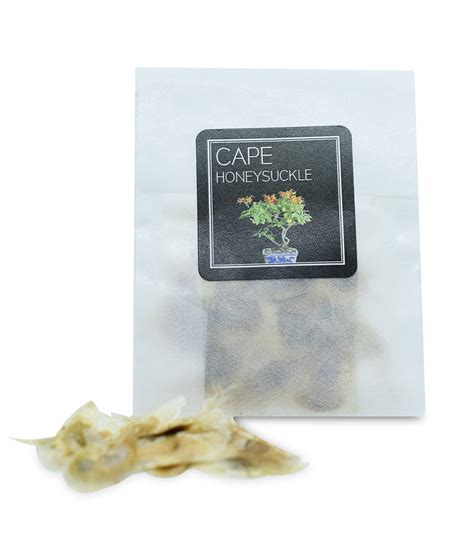 Cape Honeysuckle Seeds – Yugen Bonsai