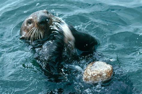 Sea otter archaeology could tell us about their 2-million-year history ...