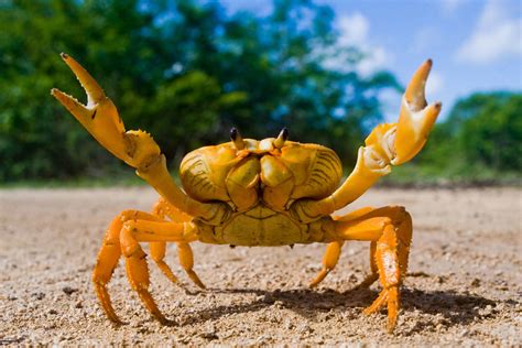 Yellow crab Jigsaw Puzzle (Animals, Marine life) | Puzzle Garage