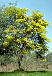 Acacia | Description, Major Species, & Facts | Britannica