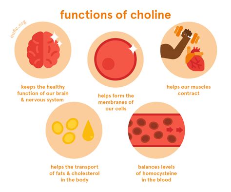 What Is Choline Bitartrate Good For - Blog