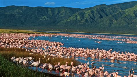 Flamingos in Lake Naivasha | Lake Naivasha | Kenya Safaris Tours