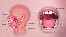 Digestive System Diagram Mouth