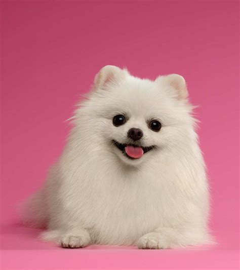 Have you heard about the white Pomeranian? | Щенок померанского шпица ...