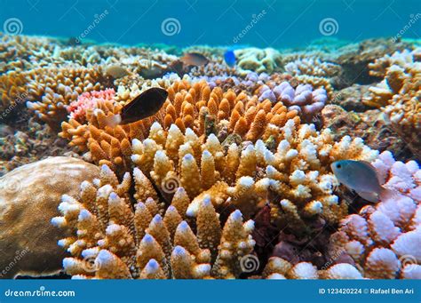 Great Barrier Reef Queensland Australia Stock Photo - Image of live ...