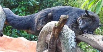 Binturong | The Animal Facts