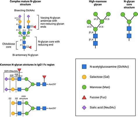 Strategies to control therapeutic antibody glycosylation during ...