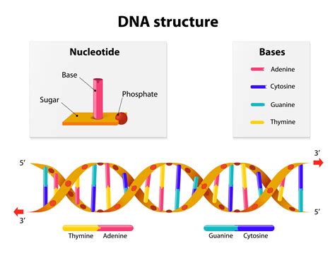 Discovery Of Dna Structure