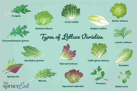 16 Types of Lettuce Varieties