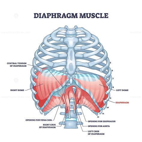 Diaphragm muscle structure with transparent ribcage bones outline ...