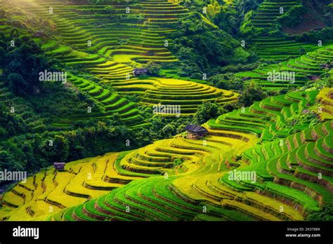 Rice terraces in Mu cang chai, Vietnam Stock Photo - Alamy