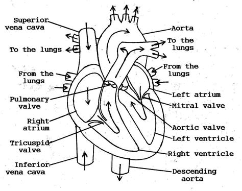 Heart Diagram Simple