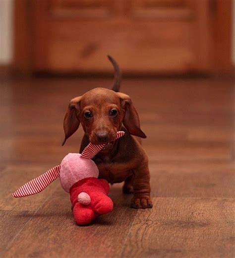 15 Signs You're A Crazy Dachshund Person... and Damn Proud To Be!