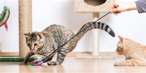 Cat Zoomies: Causes and How to Handle Them