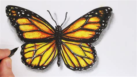 Pencil Drawing Of Butterfly at GetDrawings.com | Free for personal use ...