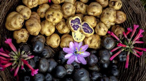 Hurrah the Peruvian potato! Learn about 4 emblematic Peruvian potato ...