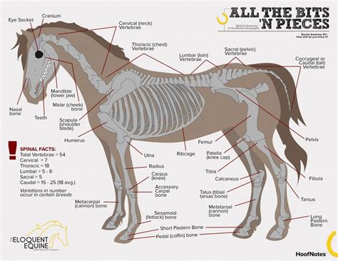 Most equestrians can name of the parts of the horse with lightening ...