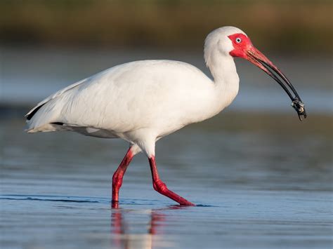 Ibis Blanco - eBird