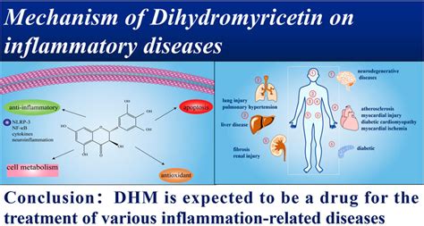 Mechanism of Dihydromyricetin on Inflammatory Diseases – WAKAWAKA Tea ...