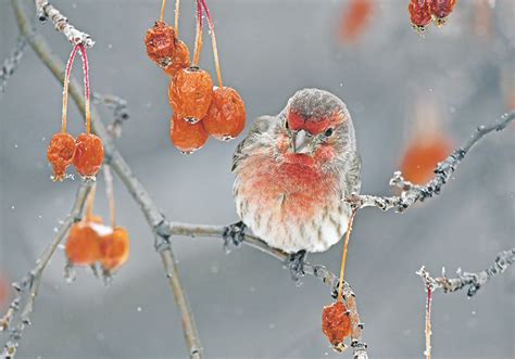 Time to get ready for winter wildlife photography season | The Western ...