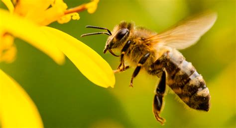 ¿Qué es africanización de las abejas? | Secretaría de Agricultura ...