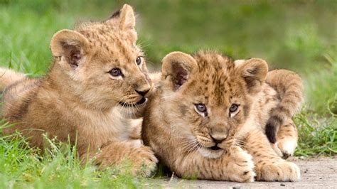 Lion Cubs Wallpaper ·① WallpaperTag