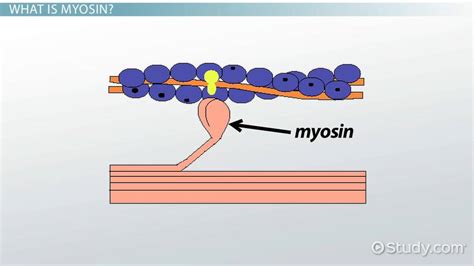 Myosin | Definition & Function - Lesson | Study.com