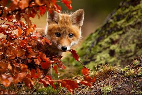 15 Joyful Animals Who Are Enjoying the Magic of Autumn - The Stuff ...