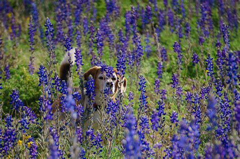 Texas Wildflowers - Anne McKinnell Photography