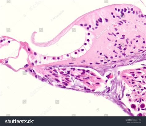 Organ Of Corti Histology