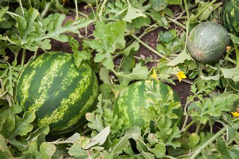 How To Plant and Grow Watermelons! Tips From A Seasoned Melon Grower